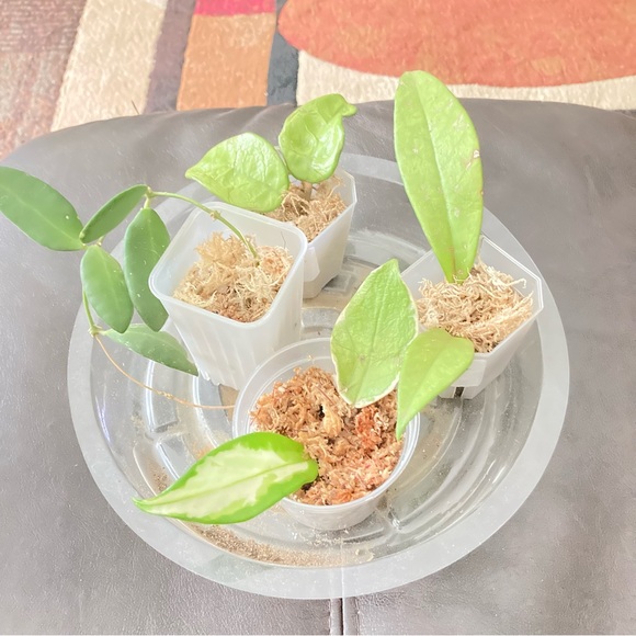 Hoya bundle plants - Picture 1 of 8